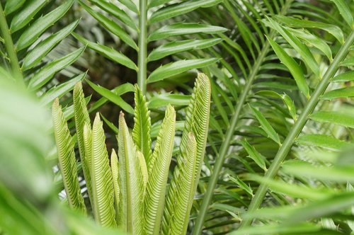 fern  leaf  plant