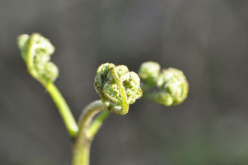 fern foliage green