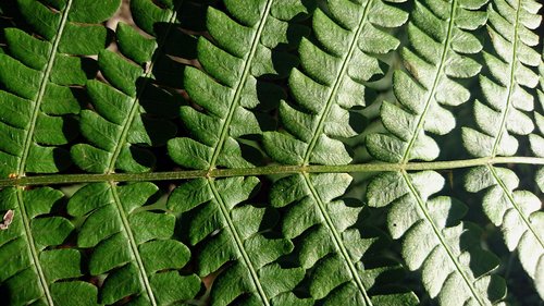 fern  sheet  plant