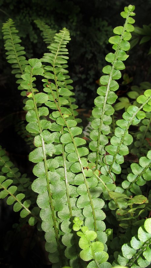 fern  flora  leaf