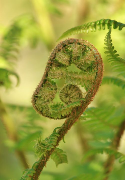 fern forest forest plant