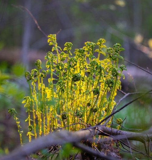 fern  sun  forest