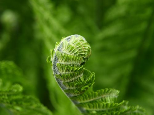 fern green plant