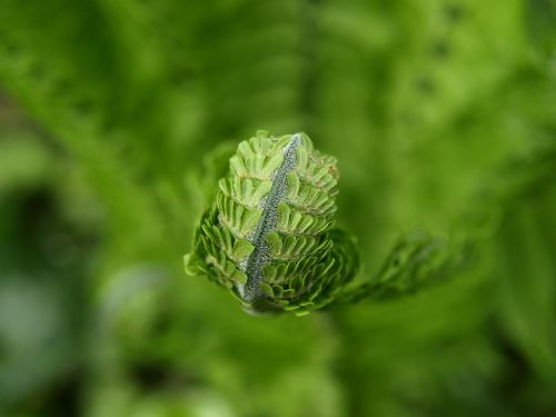 fern green plant