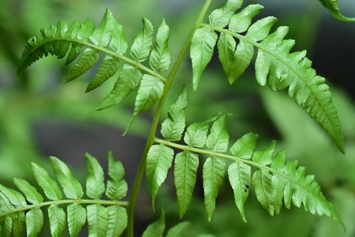 fern  green leaves  foliage