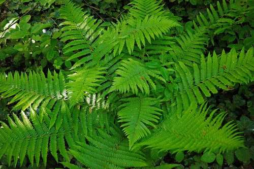 fern  green  plant