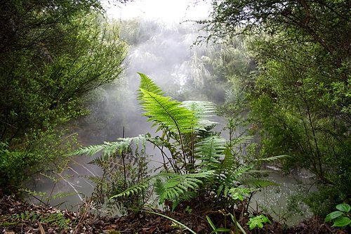 fern  smoke  plant