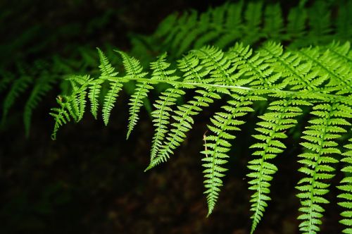 königsfarn fern leaves
