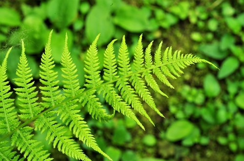 fern  leaf  green