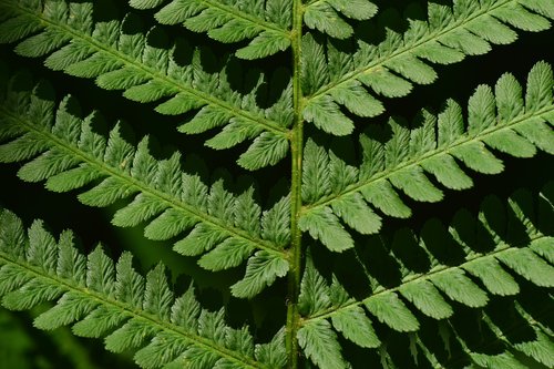 fern  fiddlehead  green