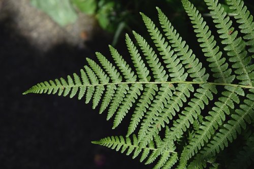 fern  leaf  plant