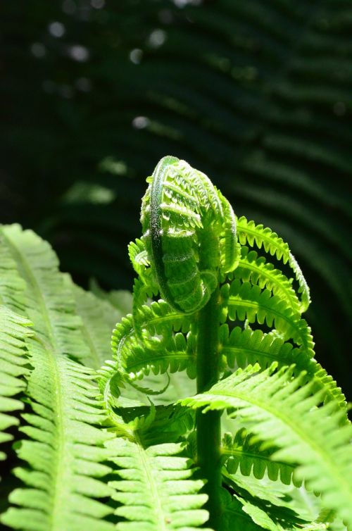 fern leaf fern green
