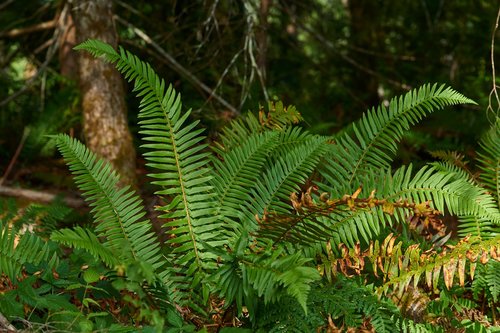 fern  forest  nature