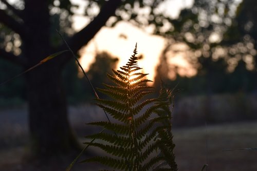 fern  sunset  evening