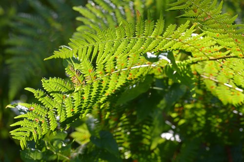 fern  plants  nature