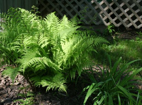 fern plant green