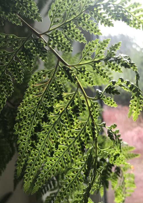 fern  lime green  plant