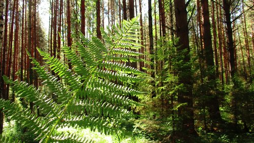 fern  forest  tree