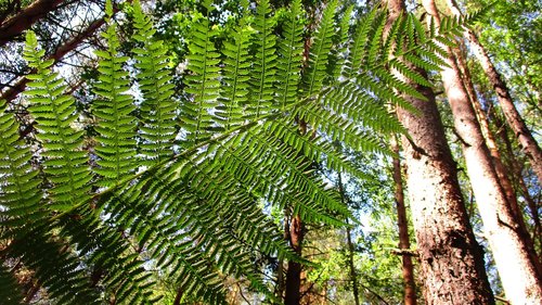 fern  forest  tree