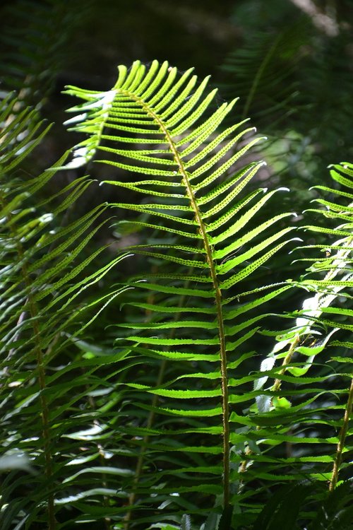 fern  wild  green
