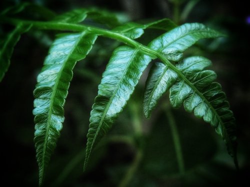 fern  leaves  green