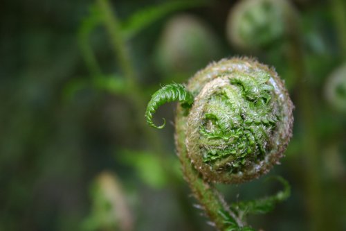 fern  butt  plants