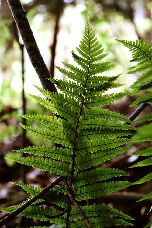fern  forest  nature