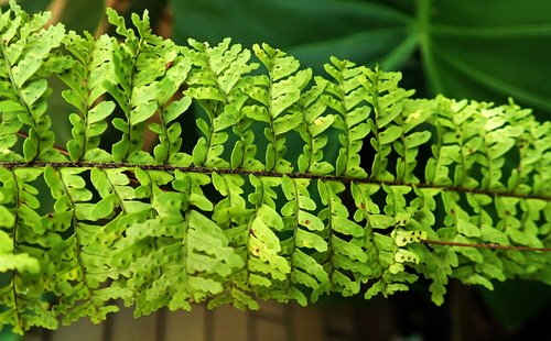 fern  frond  leaf