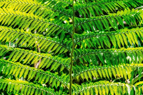fern  green  pattern