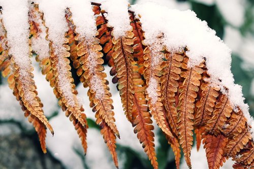 fern  snow  brown