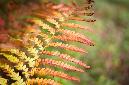 fern  forest  woods