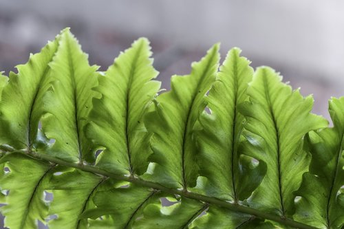 fern  leaves  plant