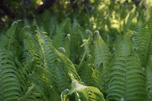 fern  background  nature