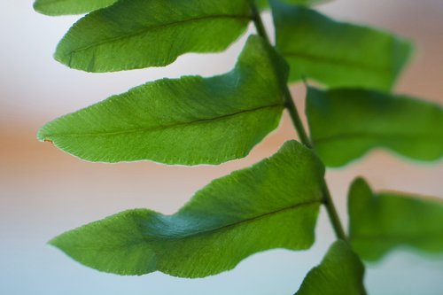 fern  green  leaf