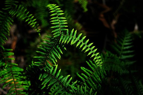 fern  plant  green