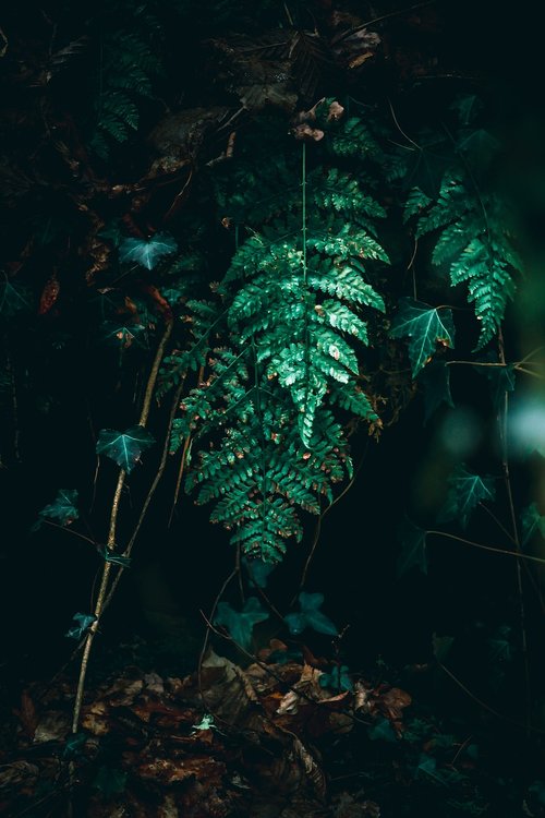 fern  green  nature