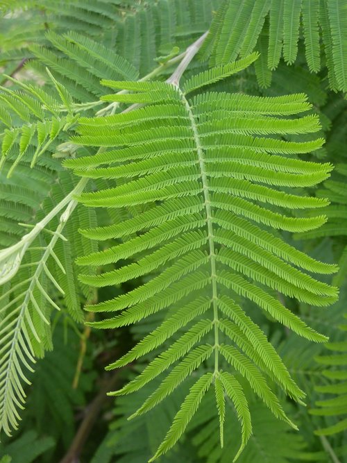 fern  leaf  green