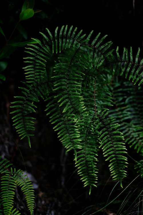 fern  plant  green