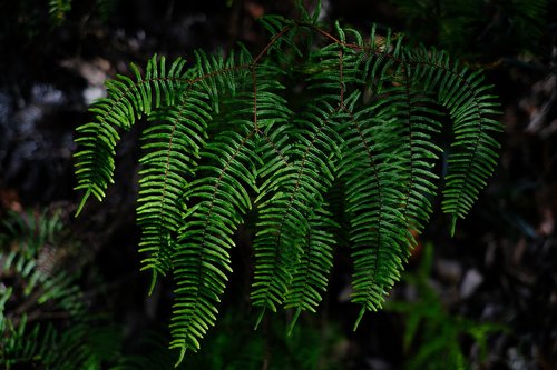 fern  plant  green