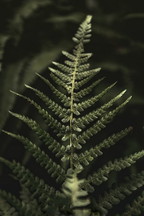 fern  plant  green