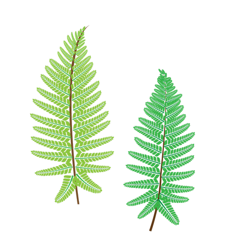 fern  plant  the leaves
