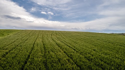 fern  agriculture  field