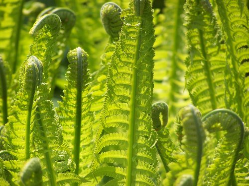 fern  nature  green