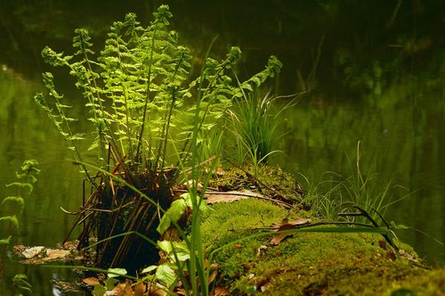 fern  plant  vessel sporenpflanze