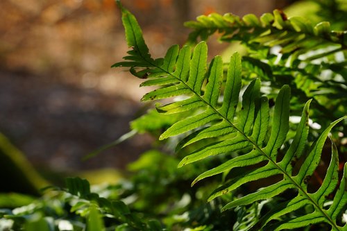 fern  nature  green