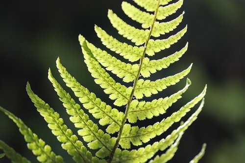fern  fern leaf  sporangia