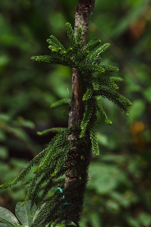 fern  pine  greenery