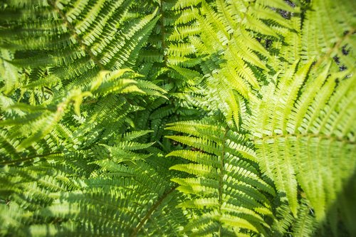 fern  green  plant