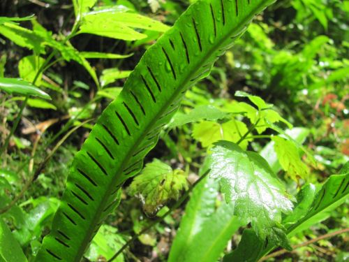 fern foliage spóratartó