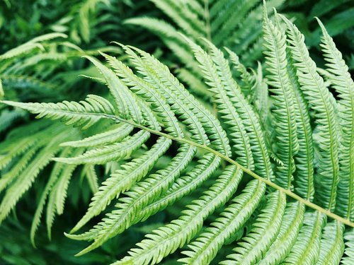 fern  green  plant